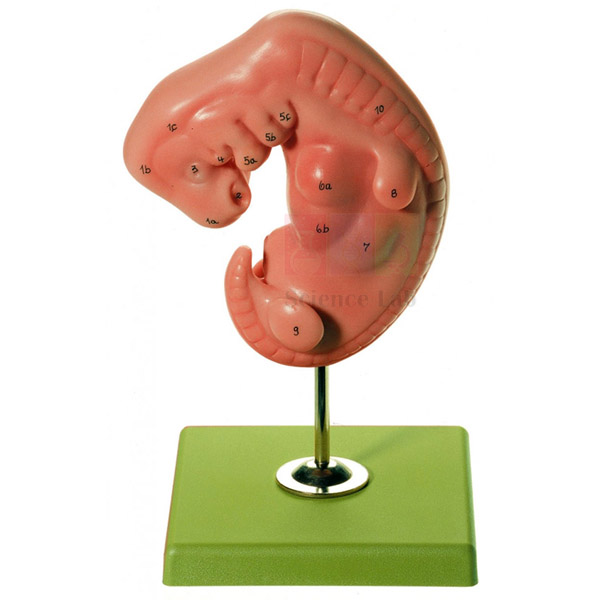Embryo Model